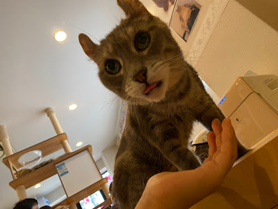 Cat Cafe nyancy 사진 5