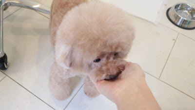 PuPu COLLECTION 사진 2