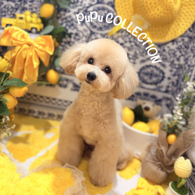 PuPu COLLECTION 사진 3