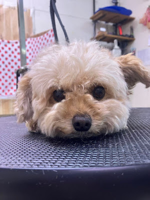 わんこの湯 ぷぅたん（Dog Grooming & Onsen Spa Puutan） 사진 2
