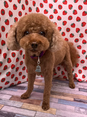 わんこの湯 ぷぅたん（Dog Grooming & Onsen Spa Puutan） 사진 4