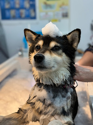 DOG SELF SPA (ドッグセルフスパ ) 사진 3