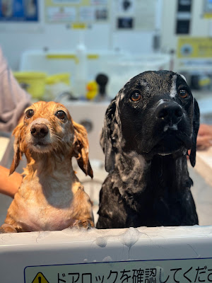 DOG SELF SPA (ドッグセルフスパ ) 사진 4