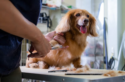 NATURAL PET SALON dog&spa 사진 4