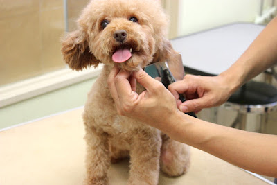 NATURAL PET SALON dog&spa 사진 2