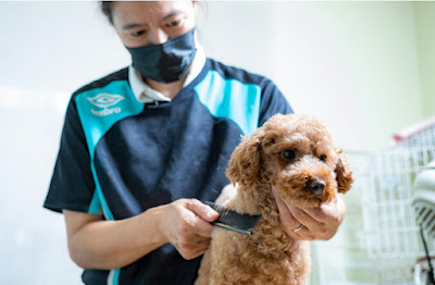 NATURAL PET SALON dog&spa 사진 5