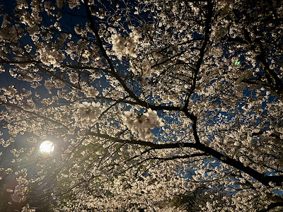 미나미가와라 공원 사진 5