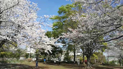 나기사 공원 사진 5