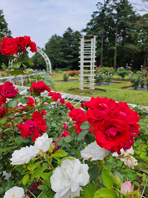 Rose Garden 사진 5