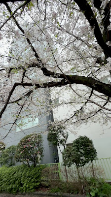 신카나바시 아동공원 사진 5