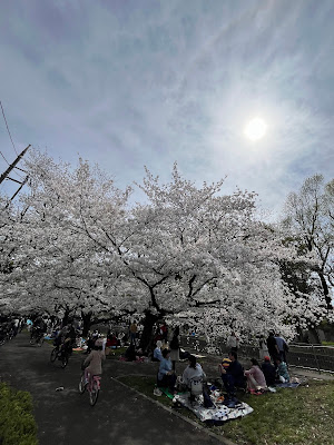 Narimune Sakura Park 사진 4