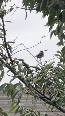 사쿠라야마 공원 사진 5