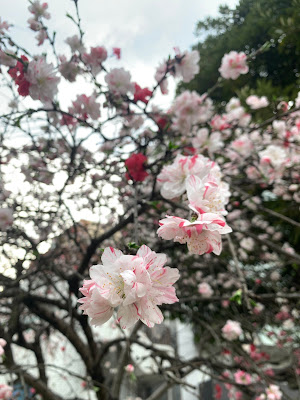 타이토바시 공원 사진 5