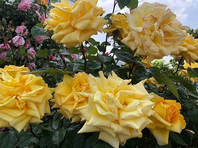 Shishibonehana Park 사진 4