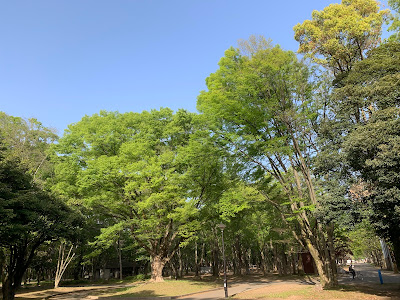 히카리가오카공원 백합나무 광장 사진 5