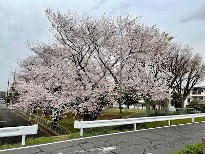 Nakagawa Disaster Park 사진 5