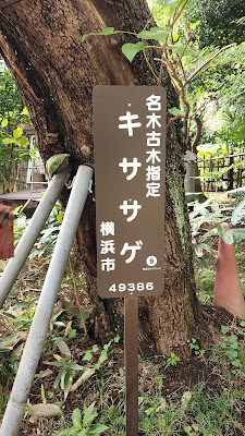 興禅寺のキササゲ 사진 2