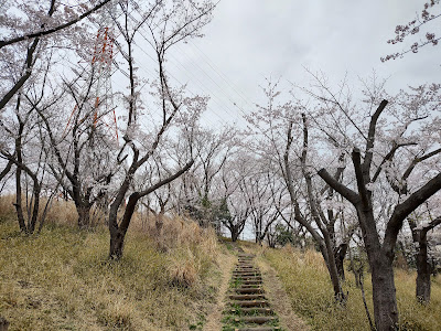 Arimasakura Park 사진 5