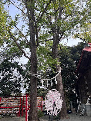 夫婦銀杏 사진 4