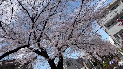 Sakura Promenade 사진 5