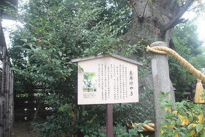 長寿けやき（溝口神社） 사진 5