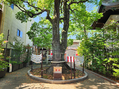 親楠（溝口神社） 사진 5