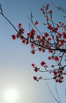 JIYUGAOKA RYOKUDO GALLERY 사진 5