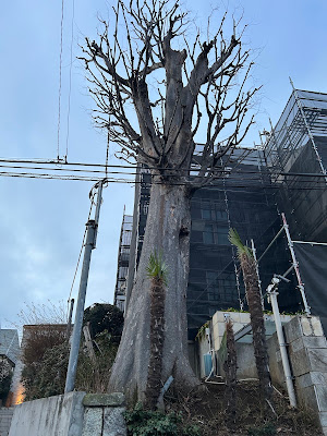 大ケヤキ 사진 2