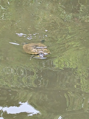 洗足池公園 사진 5
