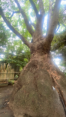 玉川神社のクスノキ（区指定天然記念物） 사진 2