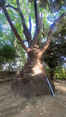 玉川神社のクスノキ（区指定天然記念物） 사진 3