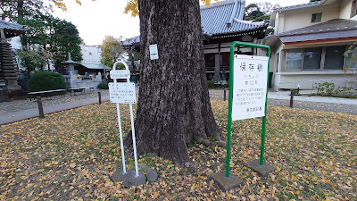 常圓寺大イチョウ 사진 5