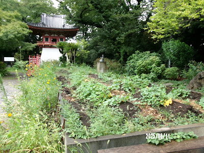 甘藷畑昆陽像 사진 3
