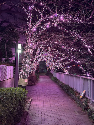 目黒川みんなのイルミネーション（冬の桜ライトアップ） 사진 4