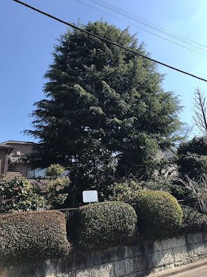 保存樹木 ヒマラヤスギ 사진 3
