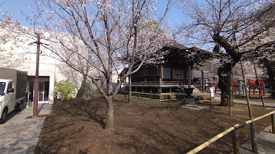 祐天桜 사진 3