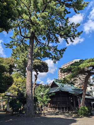 駒留八幡神社のクロマツ 사진 3