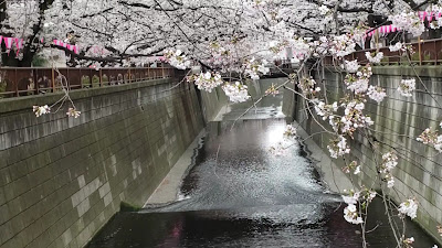 Sakura Bridge 사진 5