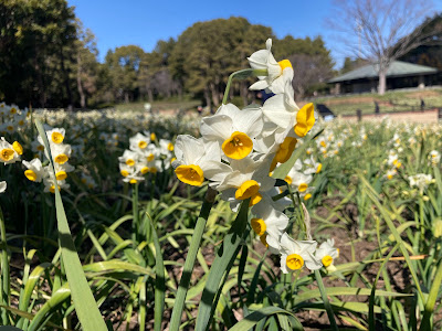 Flower and Light Movement Kasai Rinkai Park x Daffodil Flower Area 사진 5