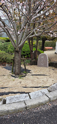 Yutenzakura Cherry Trees 사진 4