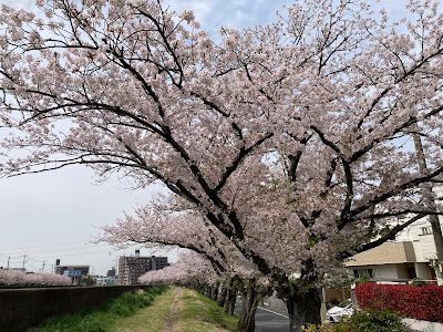 猫実川の堤 사진 5