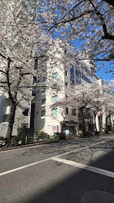 Cherry trees at Kayabacho 사진 5
