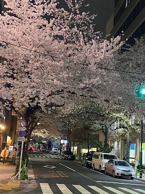 Cherry trees at Kayabacho 사진 4