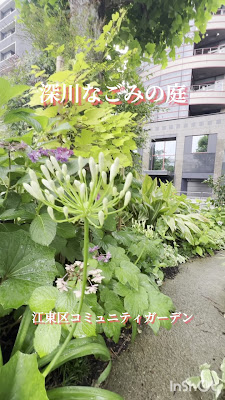 深川なごみの庭（江東区コミュニティガーデン） 사진 4