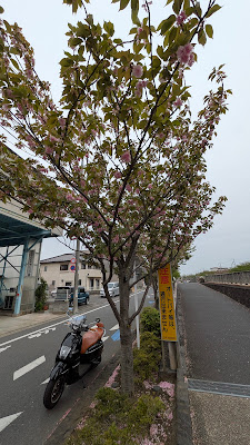 関山桜(カンザンザクラ) 사진 5