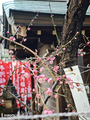 縁結びの梅 사진 5