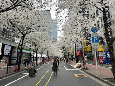 Yaesu Sakura Street (Sakura Dori) 사진 5