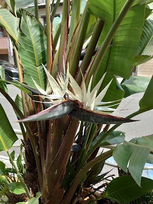 街角の極楽鳥花（ストレリチア） 사진 2