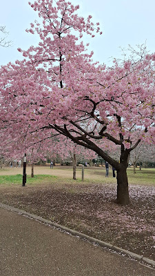 Sakura Tree 사진 5