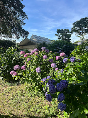 Hydrangea Path in Zenpukuji River Flower Garden 사진 5